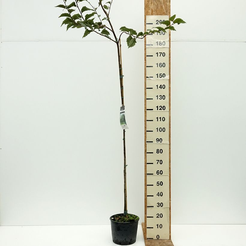 Amostra de Ulmus glabra Vaso de 7,5 L/10 L tal como entregue no verão
