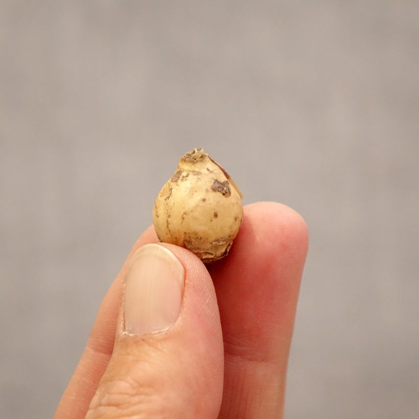 Amostra de Ornithogale Namib Sun Bulbe Kaliber/Größe 5+ tal como entregue na primavera