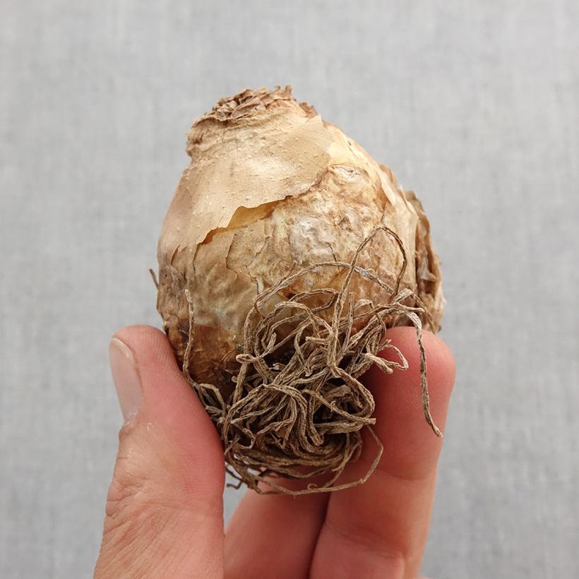 Amostra de Ornithogale saundersiae - Etoile de Bethléem Bulbo size 18+ tal como entregue na primavera