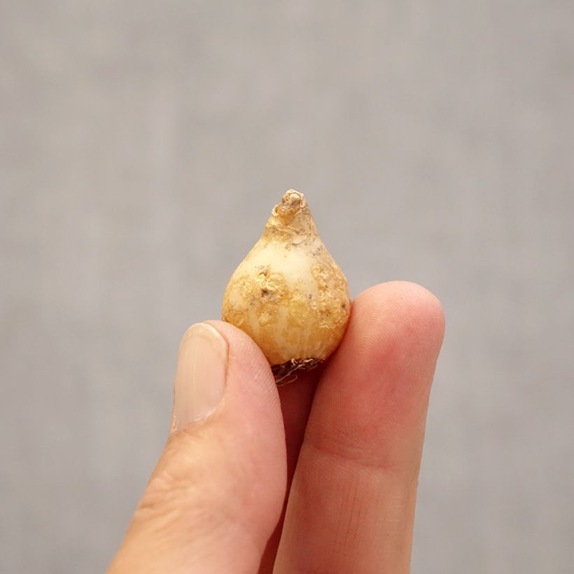 Amostra de Ornithogale umbellatum - Dame d'onze heures Bulbe Kaliber/Größe 6+ tal como entregue na primavera