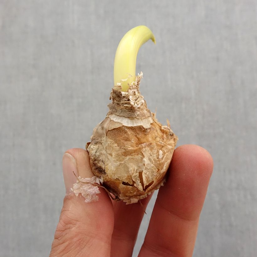 Amostra de Ornithogalum arabicum - Étoile de Bethléem Bulbe Kaliber/Größe 12+ tal como entregue na primavera