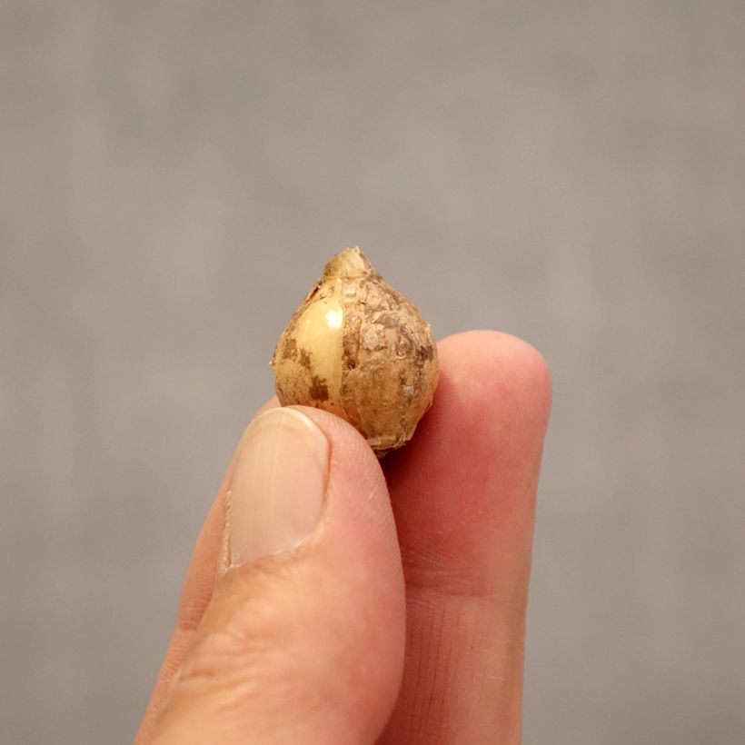 Amostra de Ornithogalum balansae Bulbo Calibre 5+ tal como entregue na primavera