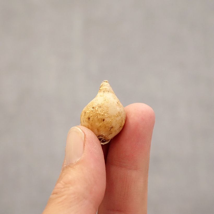 Amostra de Ornithogalum nutans - Ornithogale penché Bulbo size 6+ tal como entregue na primavera