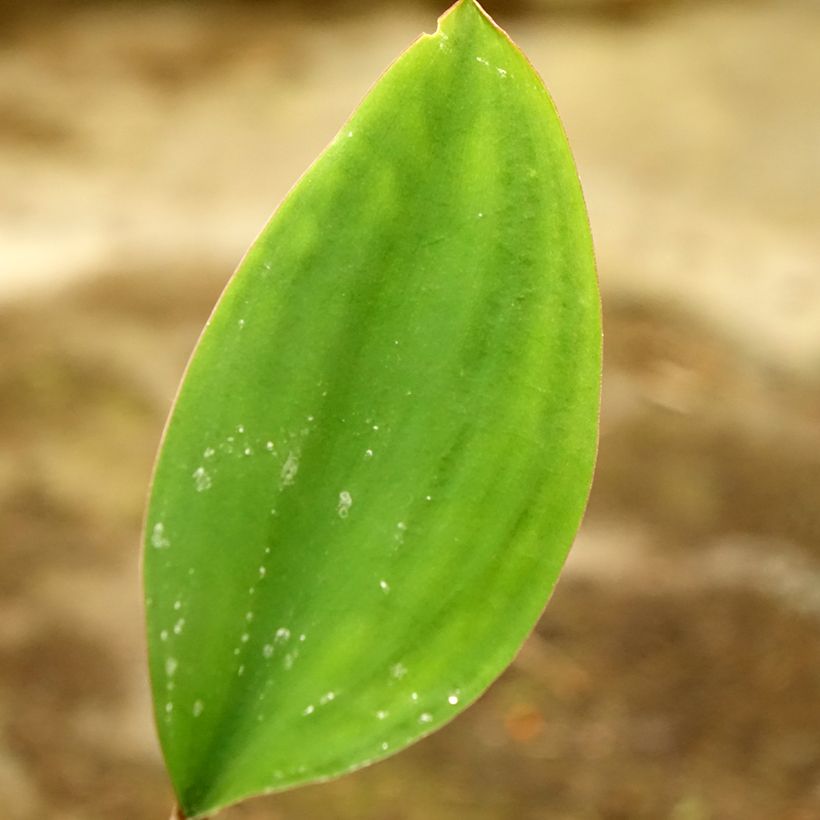 Orontium aquaticum (Folhagem)