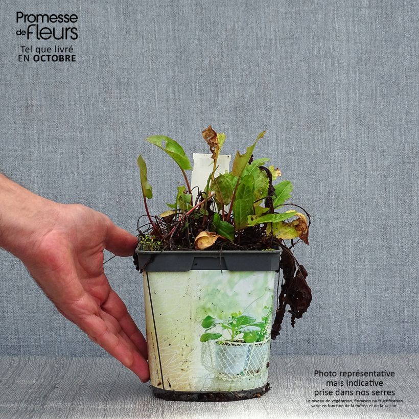 Amostra de Azeda-romana Bio plantas jovens Vaso de 1 L/1,5 L tal como entregue no outono