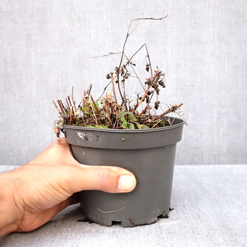 Amostra de Azeda-romana plantas jovens Vaso de 1,5 L/2 L tal como entregue no outono