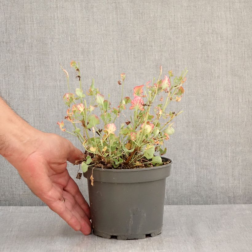 Amostra de Azeda-romana plantas jovens Vaso de 1,5 L/2 L tal como entregue no verão