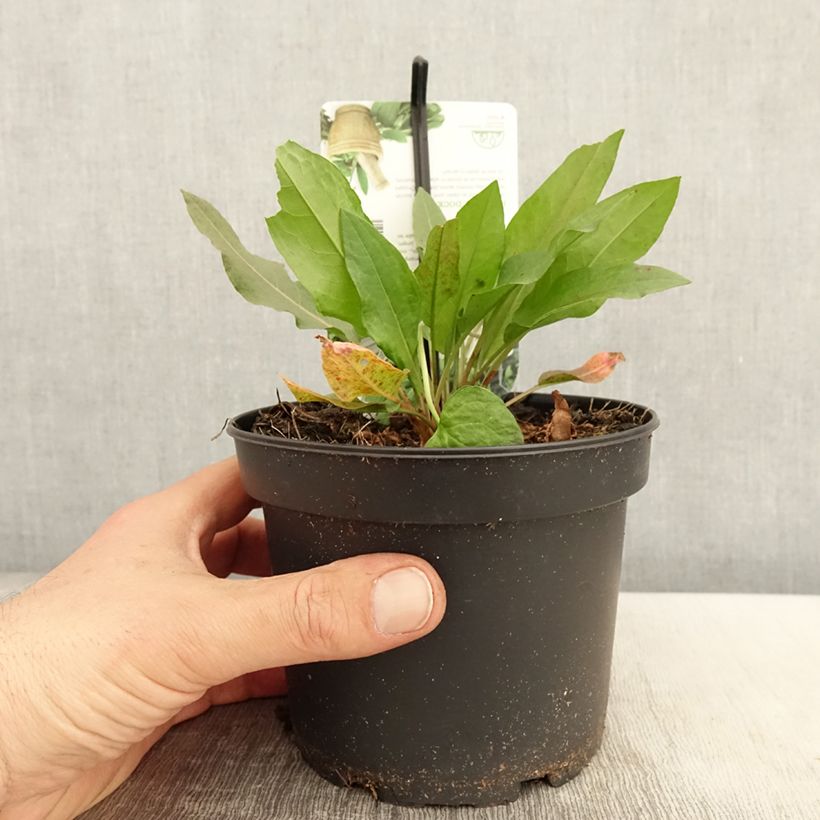 Amostra de Lapazio / Azeda-espinafre Vaso de 1,5 L/2 L tal como entregue na primavera