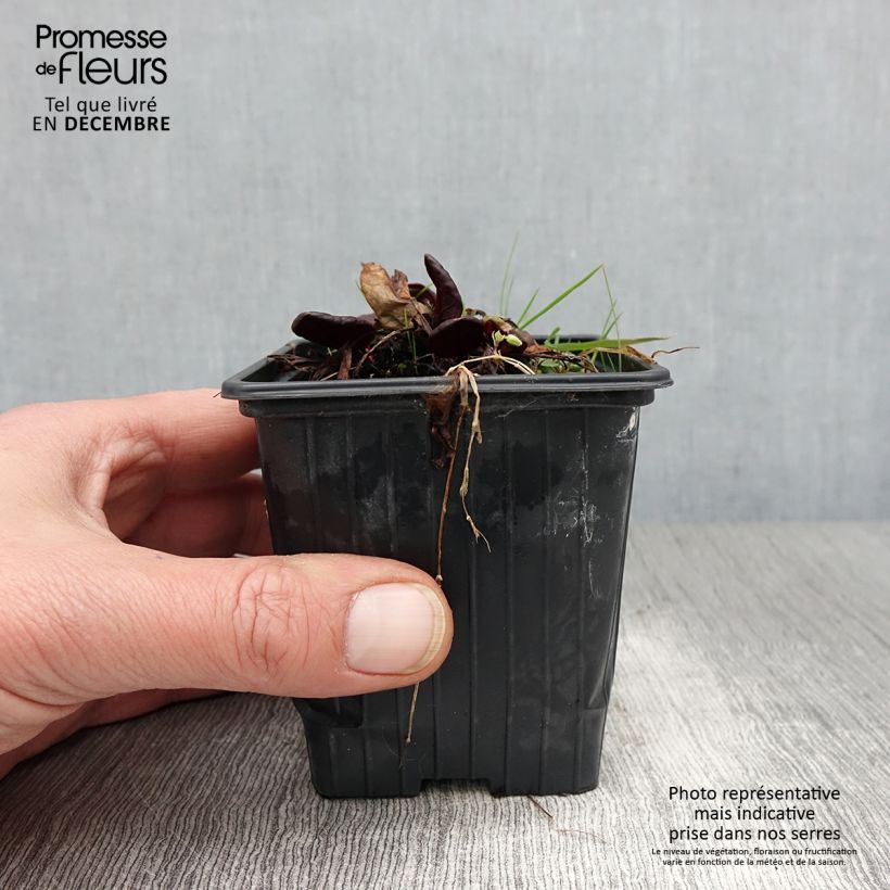 Amostra de Azeda-roxa Purpurea Bio - Rumex scutatus Vaso de 8/9 cm tal como entregue no outono