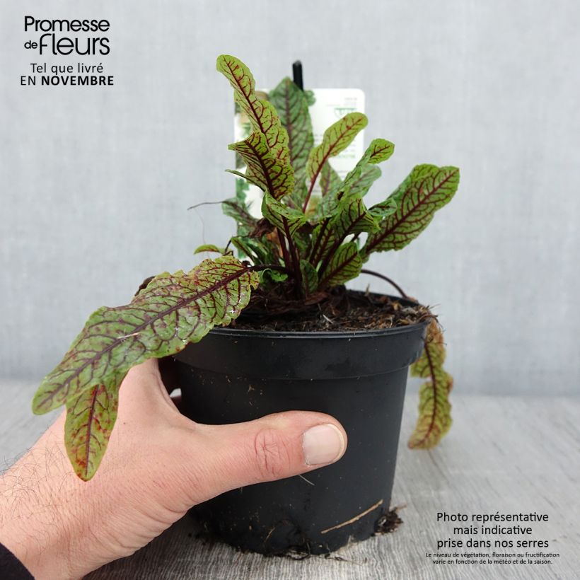 Amostra de Oseille sanguine - Rumex sanguineus Pot de 1,5L/2L tal como entregue no outono