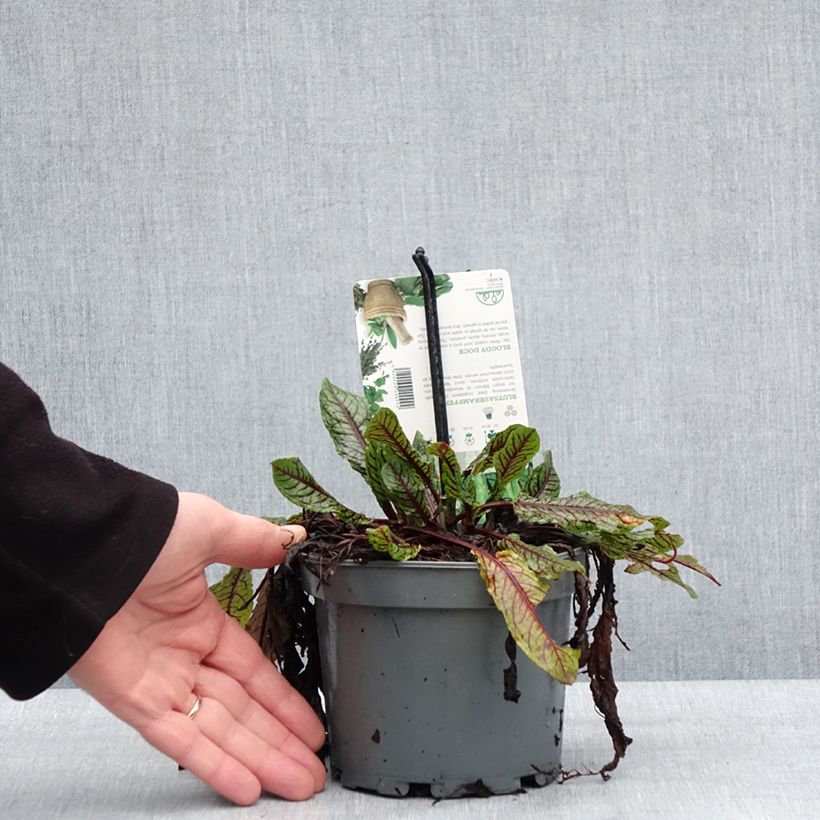 Amostra de Oseille sanguine - Rumex sanguineus Vaso de 1,5 L/2 L tal como entregue no inverno