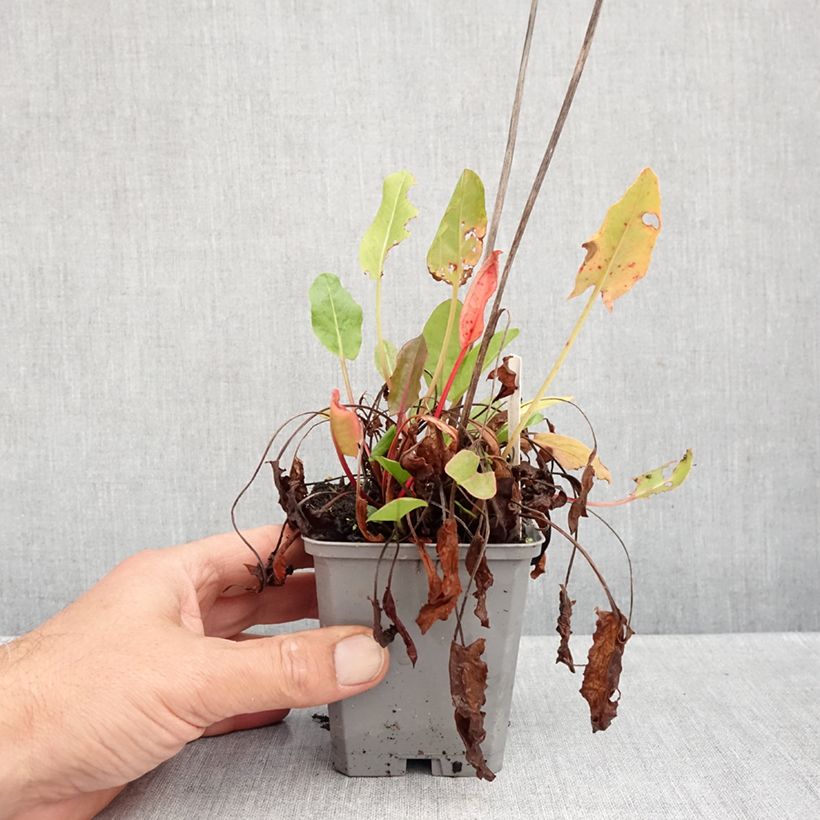 Amostra de Rumex acetosa Vaso de 8/9 cm tal como entregue no outono