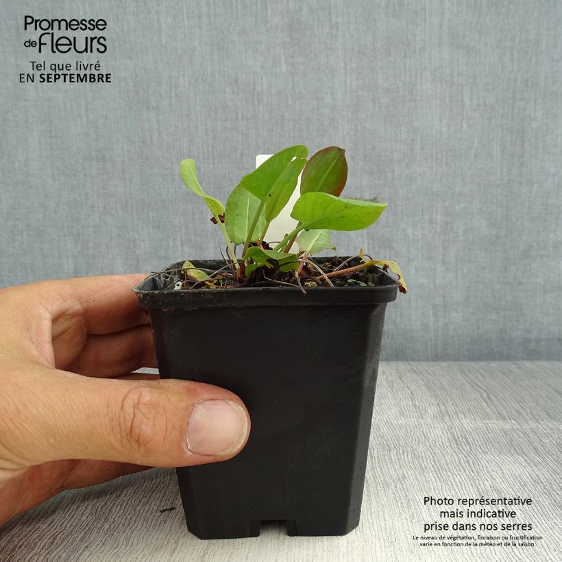 Amostra de Rumex acetosa Vaso de 8/9 cm tal como entregue no verão