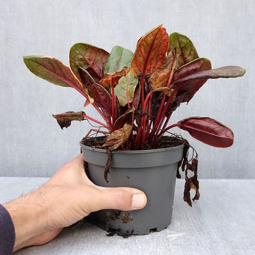Amostra de Azeda-vermelha - Rumex arifolius 'Ruber' Vaso de 1,5 L/2 L tal como entregue no outono