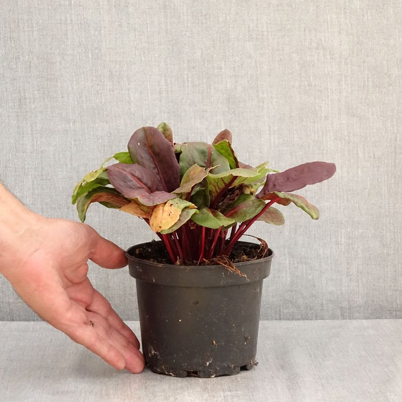 Amostra de Azeda-vermelha - Rumex arifolius 'Ruber' Vaso de 1,5 L/2 L tal como entregue no verão