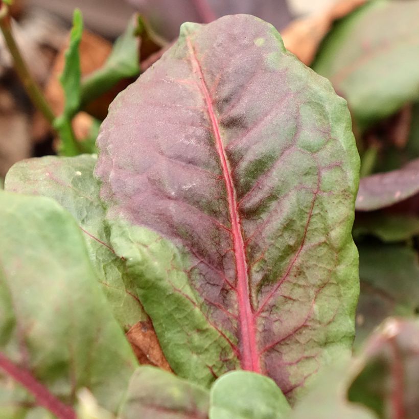Azeda-vermelha - Rumex arifolius 'Ruber' (Folhagem)
