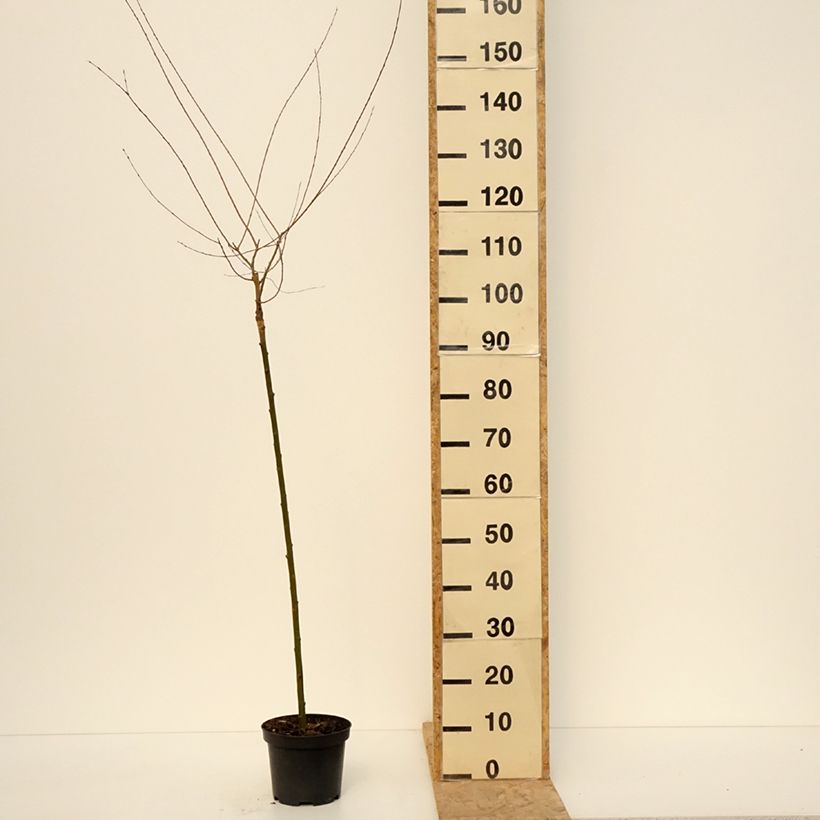 Amostra de Salgueiro-roxo Pendula - Salix purpurea Vaso de 3 L/4 L, Haste tal como entregue na primavera