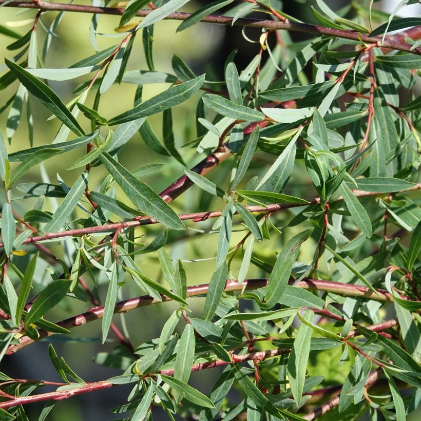 Salgueiro-roxo Pendula - Salix purpurea (Folhagem)