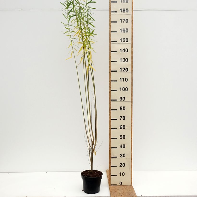 Amostra de Osier rouge - Salix purpurea Howki Pot de 4L/5L tal como entregue no outono