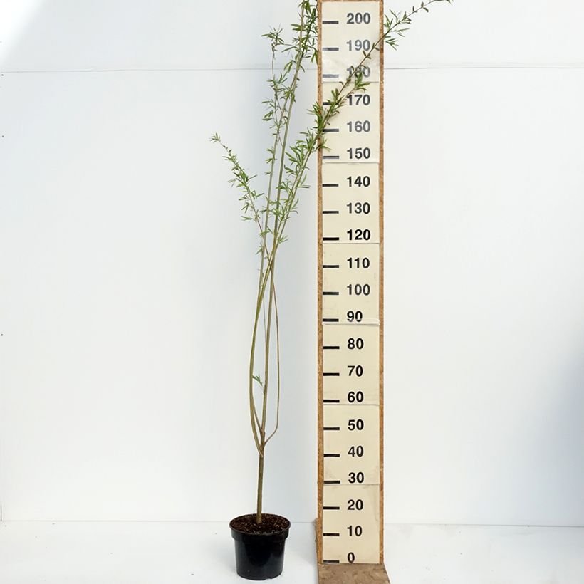 Amostra de Salgueiro-roxo Howki - Salix purpurea Vaso de 4 L/5 L tal como entregue na primavera