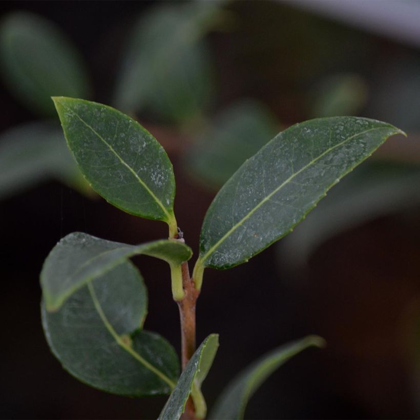Osmanthus burkwoodii (Folhagem)