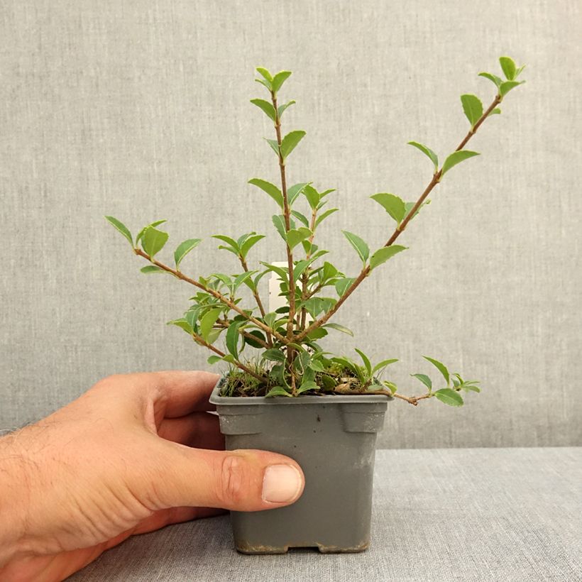 Amostra de Osmanthus delavayi Vaso de 8/9 cm tal como entregue no verão