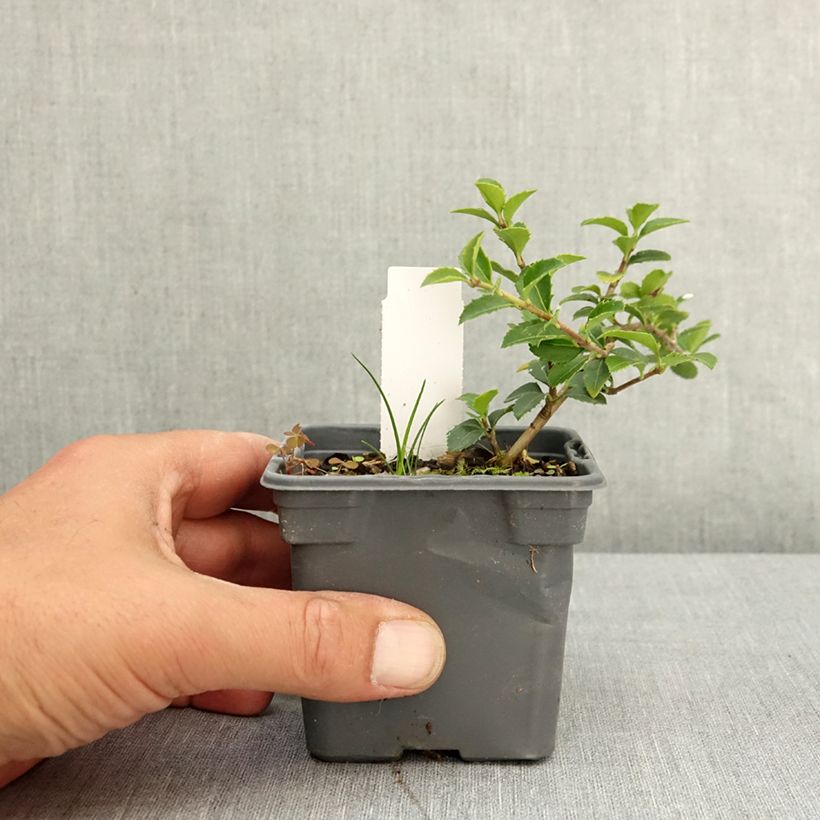 Amostra de Osmanthus delavayi Vaso de 8/9 cm tal como entregue na primavera