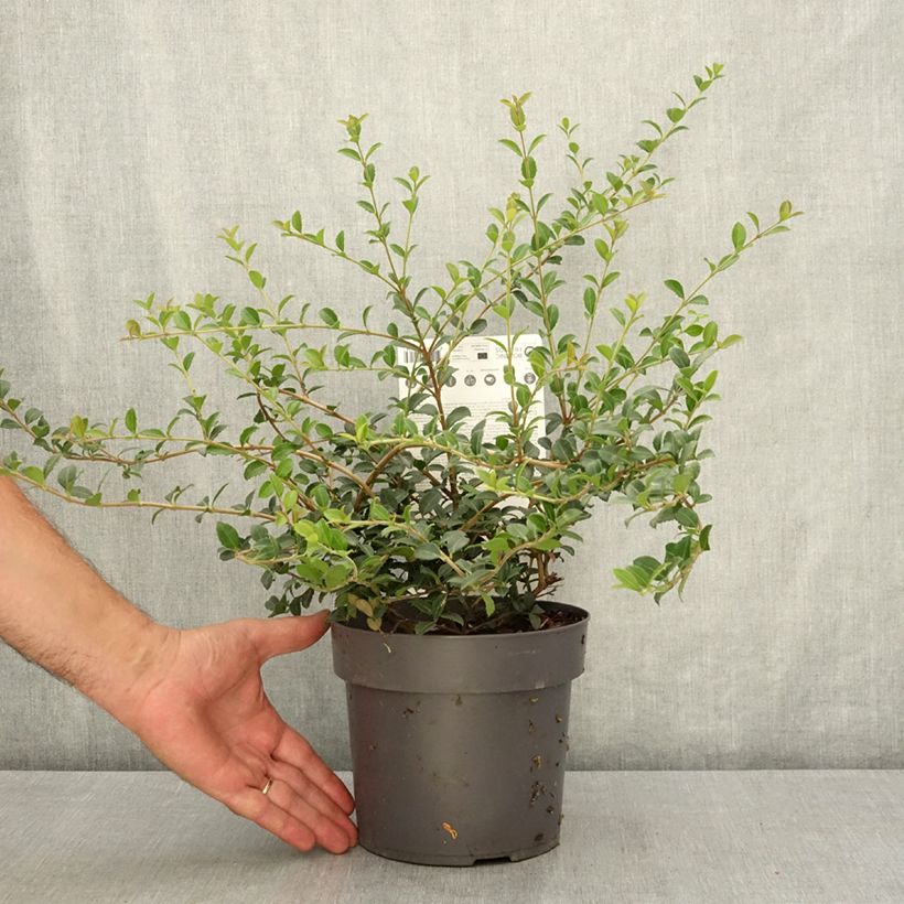 Amostra de Osmanthus delavayi Perfume of Nature Vaso de 3 L/4 L tal como entregue no verão