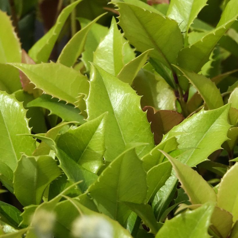 Osmanthus fortunei (Folhagem)