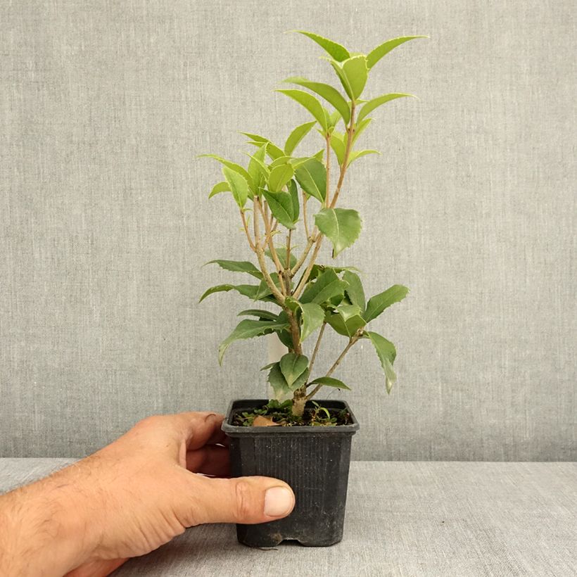 Amostra de Osmanthus fortunei Vaso de 8/9 cm tal como entregue no verão