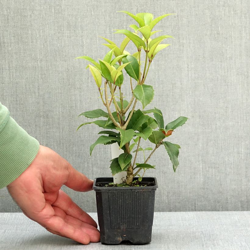 Amostra de Osmanthus fortunei Vaso de 8/9 cm tal como entregue na primavera