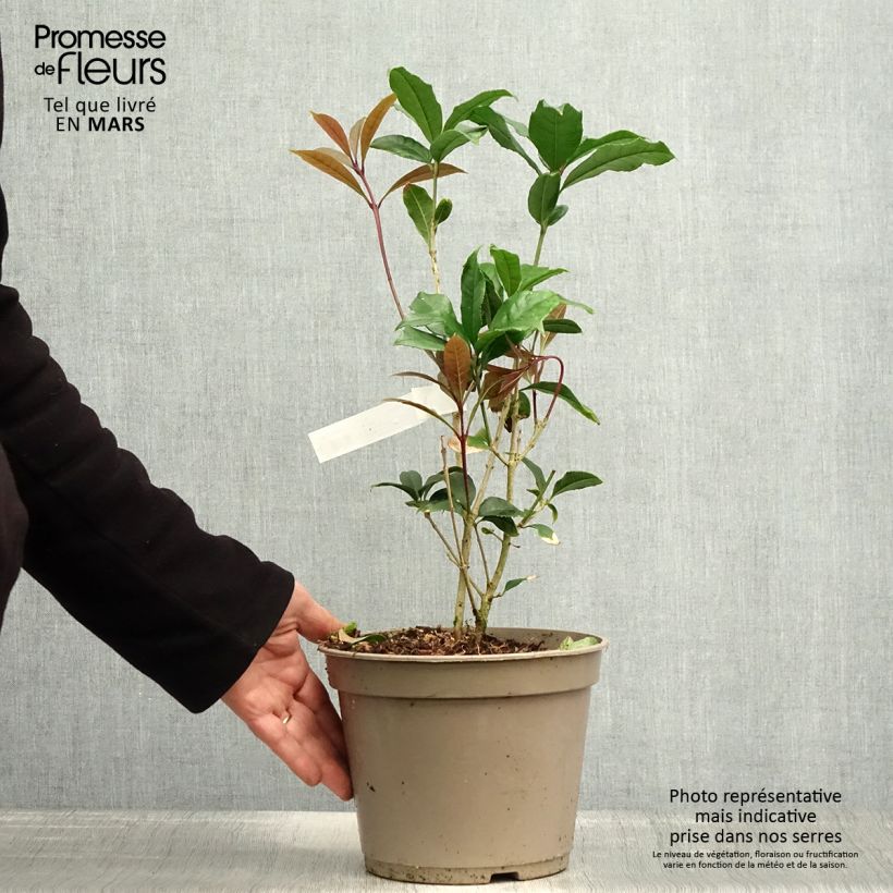 Amostra de Osmanthus fragrans var. aurantiacus Vaso de 2 L/3 L tal como entregue na primavera