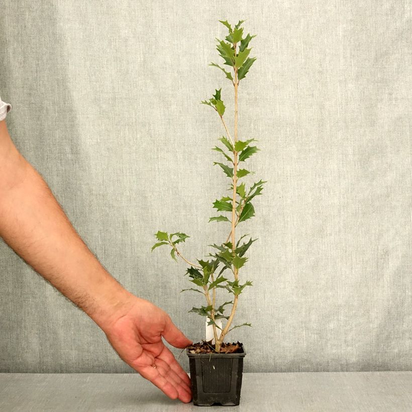 Amostra de Osmanthus heterophyllus Vaso de 8/9 cm tal como entregue no verão