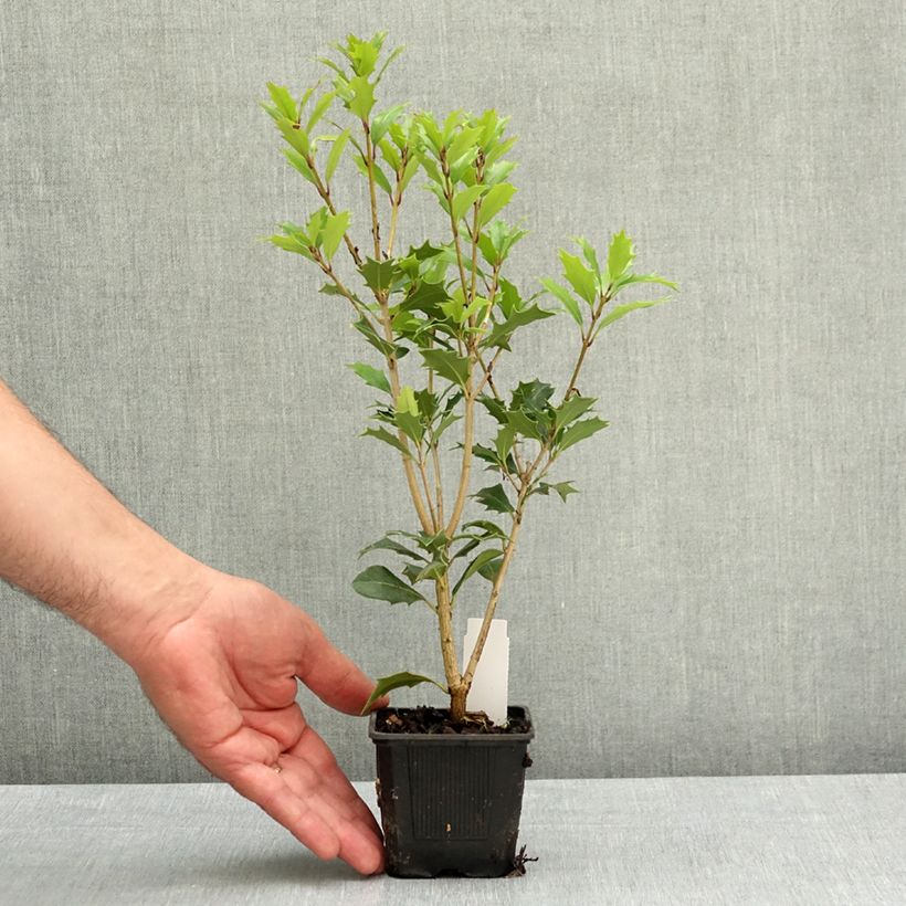 Amostra de Osmanthus heterophyllus Vaso de 8/9 cm tal como entregue na primavera