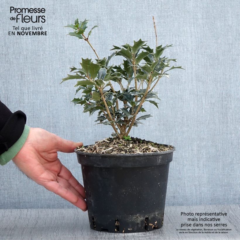 Amostra de Osmanthus heterophyllus Vaso de 3 L/4 L tal como entregue no outono