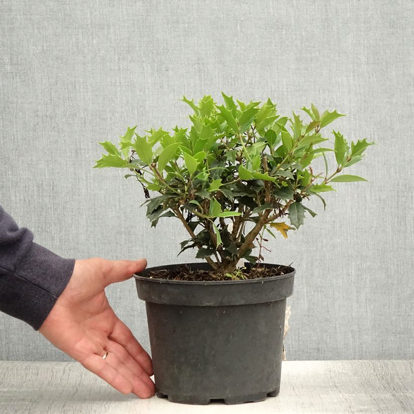 Amostra de Osmanthus heterophyllus Vaso de 3 L/4 L tal como entregue no verão