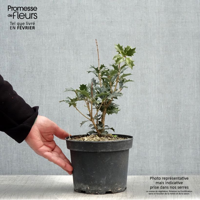Amostra de Osmanthus heterophyllus - Osmanthe à feuilles de houx Vaso de 3 L/4 L tal como entregue no inverno