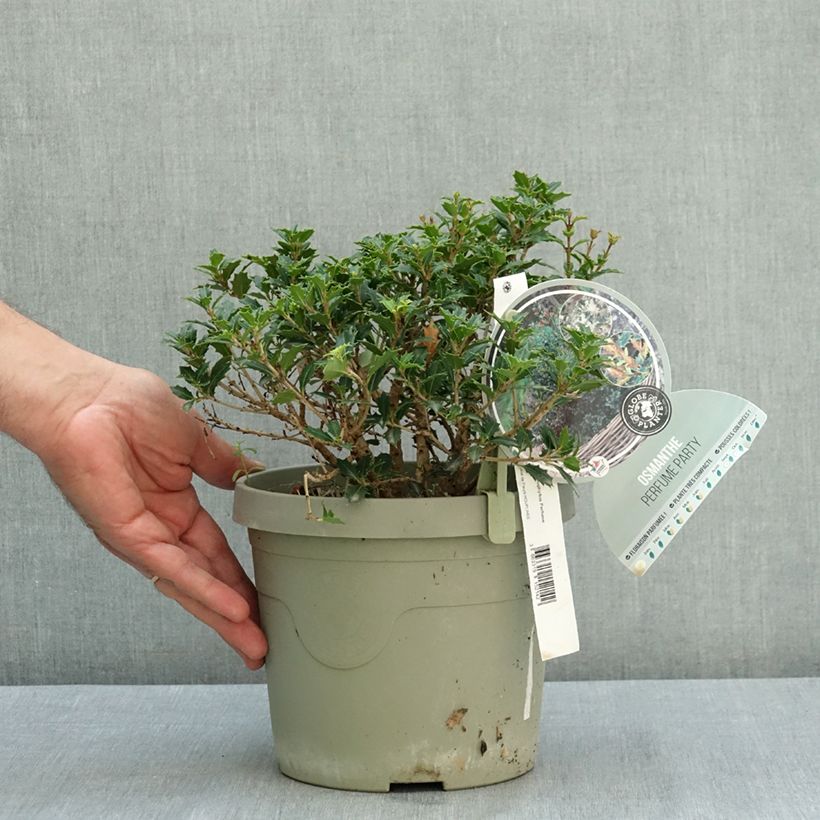 Amostra de Osmanthus heterophyllus Perfume Party - Osmanto-heterófilo Vaso de 3 L/4 L tal como entregue no verão