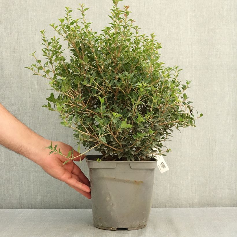 Amostra de Osmanthus heterophyllus Perfumed Princess - Osmanto-heterófilo Vaso de 4 L/5 L tal como entregue no verão