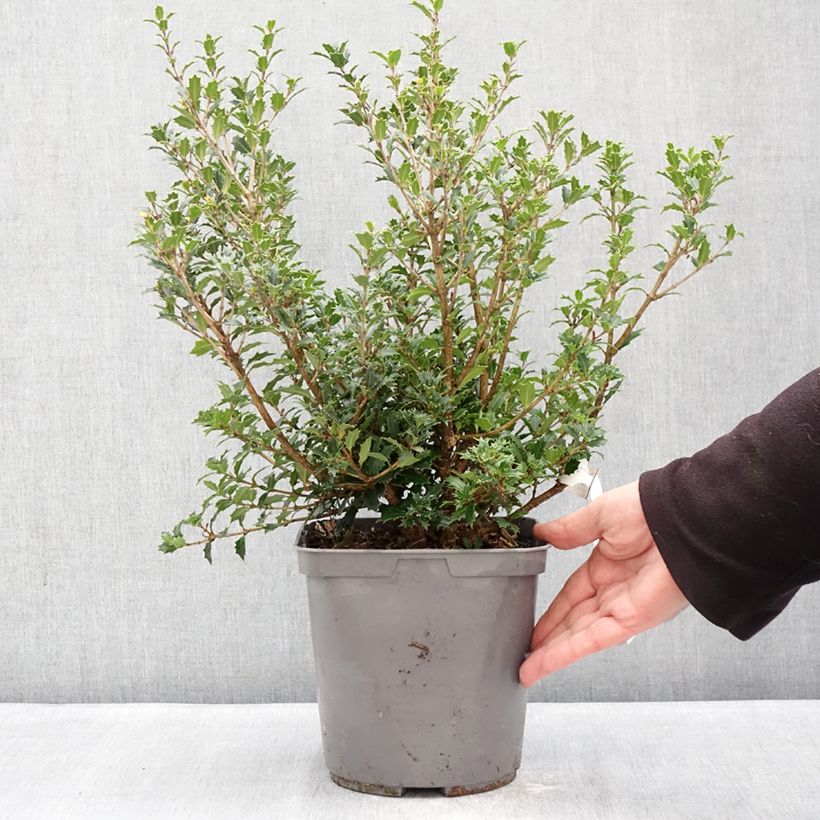 Amostra de Osmanthus heterophyllus Perfumed Princess - Osmanto-heterófilo Vaso de 4 L/5 L tal como entregue no inverno