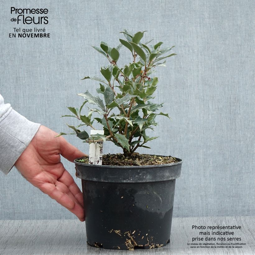 Amostra de Osmanthus heterophyllus Purpureus Vaso de 3 L/4 L tal como entregue no outono