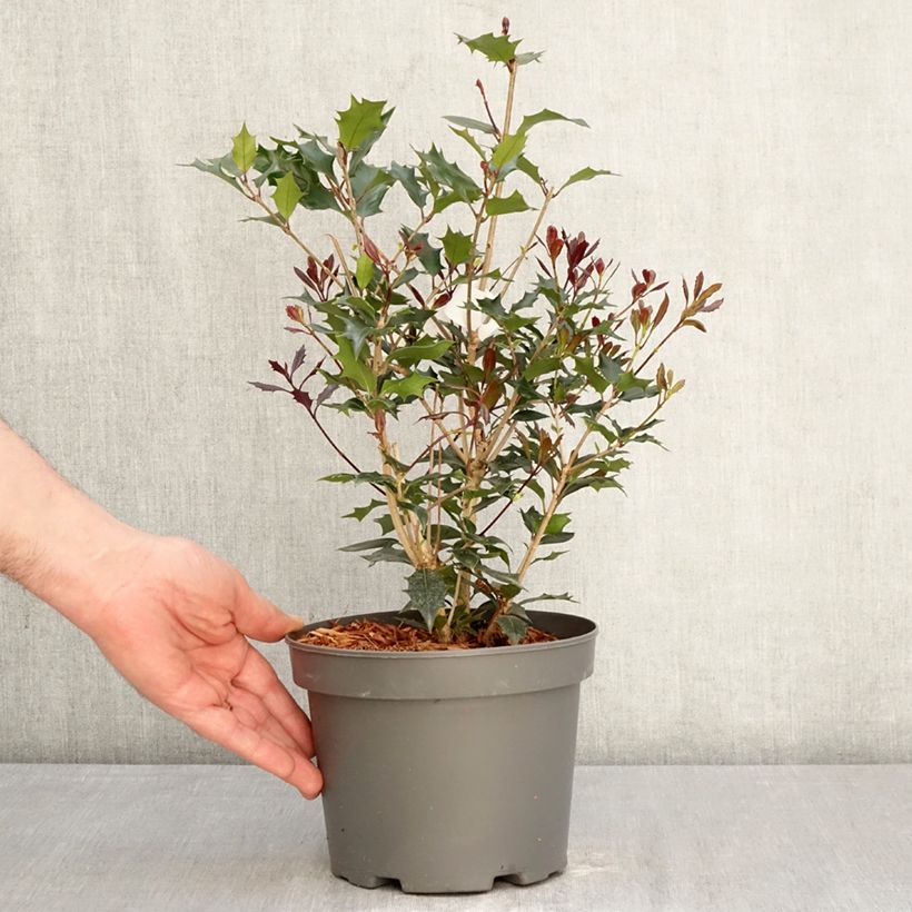 Amostra de Osmanthus heterophyllus Purpureus Vaso de 3 L/4 L tal como entregue na primavera
