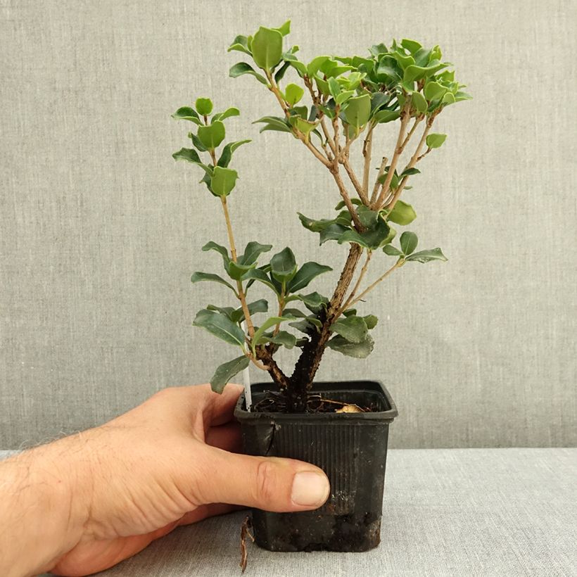 Amostra de Osmanthus heterophyllus Rotundifolius - Osmanto-heterófilo Vaso de 8/9 cm tal como entregue no verão