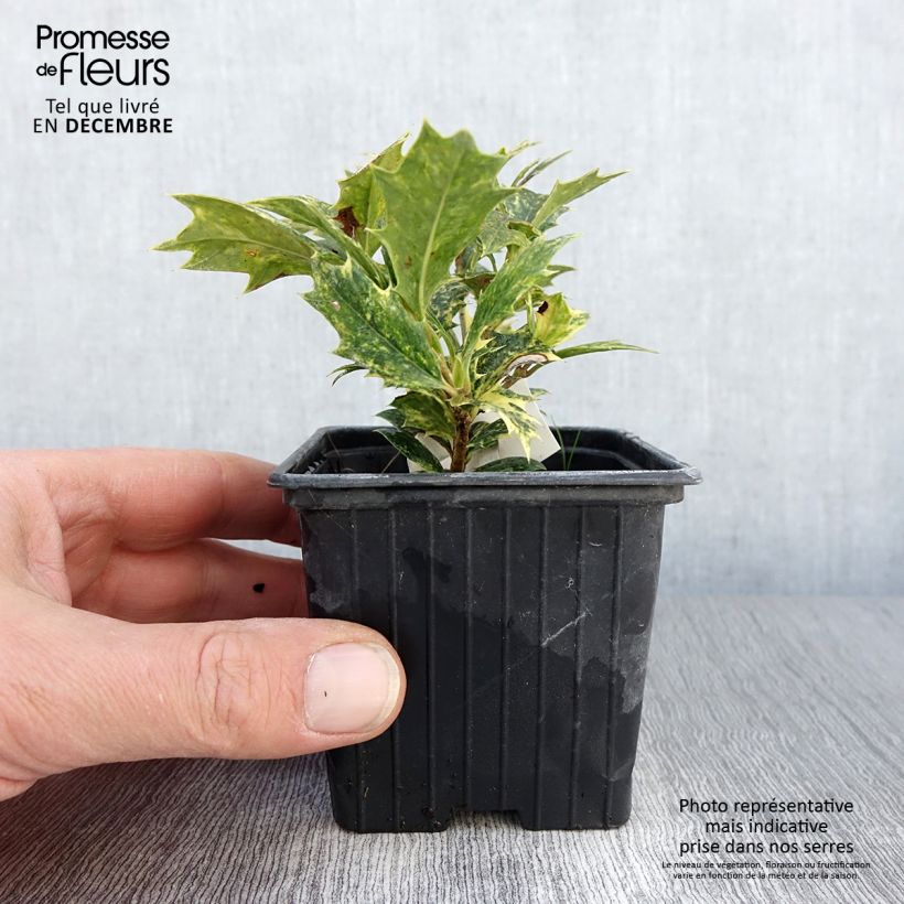 Amostra de Osmanthus heterophyllus Tricolor Vaso de 8/9 cm tal como entregue no outono