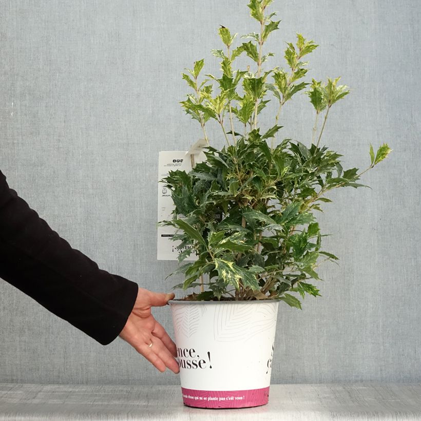 Amostra de Osmanthus heterophyllus Tricolor Vaso de 4 L/5 L tal como entregue no outono