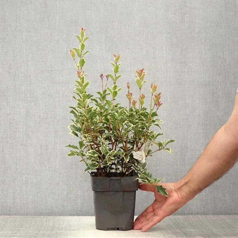 Amostra de Osmanthus heterophyllus Variegatus Vaso de 2 L/3 L tal como entregue no verão