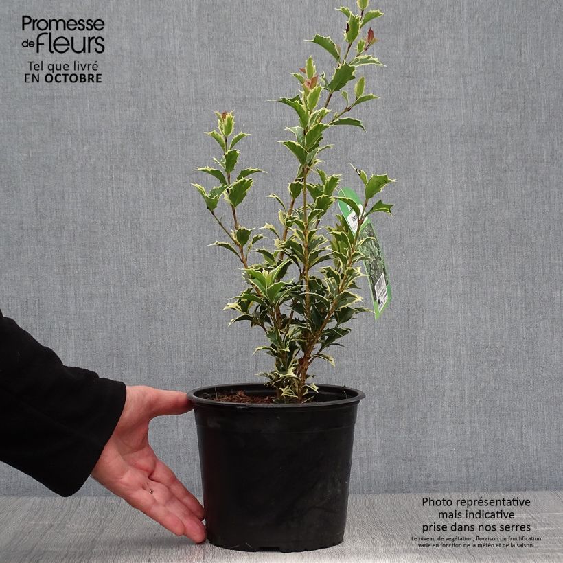Amostra de Osmanthus heterophyllus Variegatus Vaso de 3 L/4 L tal como entregue no outono