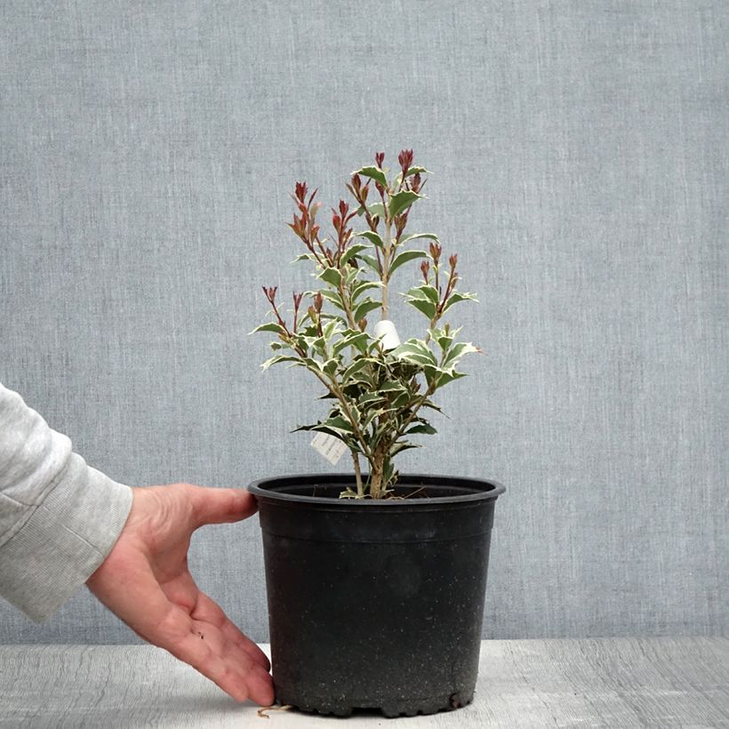 Amostra de Osmanthus heterophyllus Variegatus Vaso de 3 L/4 L tal como entregue no verão