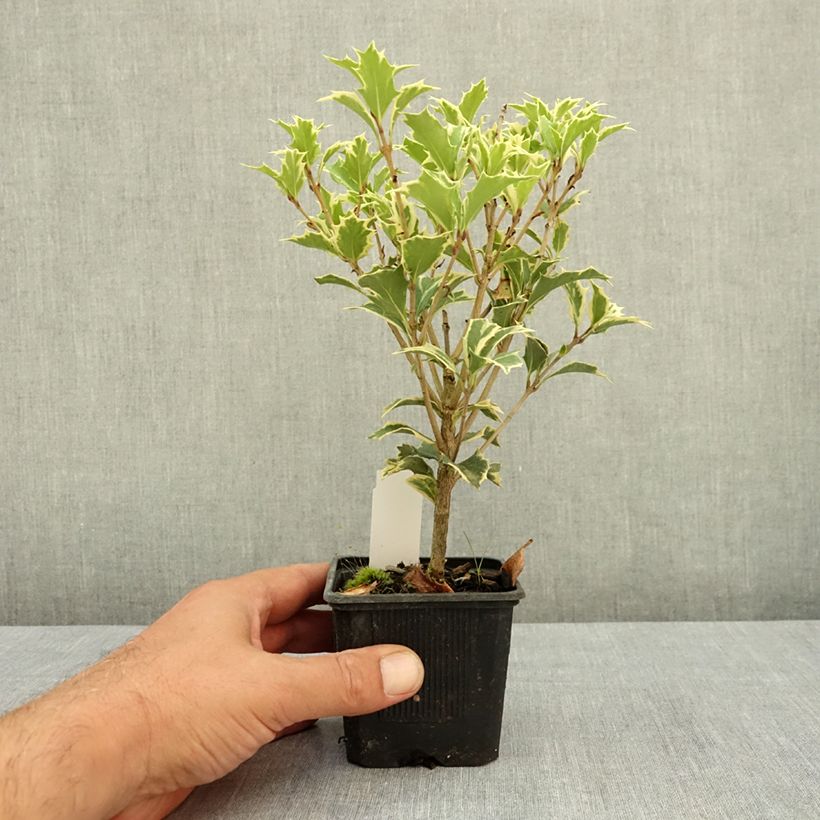 Amostra de Osmanthus heterophyllus Variegatus Vaso de 8/9 cm tal como entregue no verão