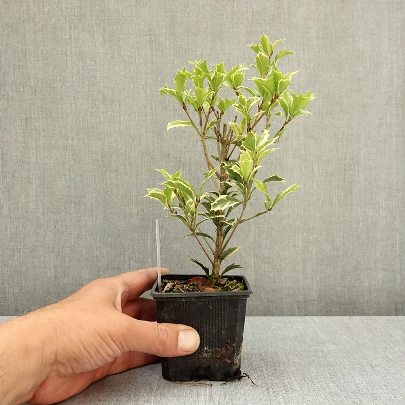 Amostra de Osmanthus heterophyllus Variegatus Vaso de 8/9 cm tal como entregue na primavera